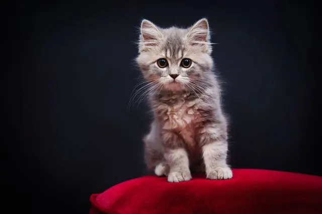 Cat in Melbourne