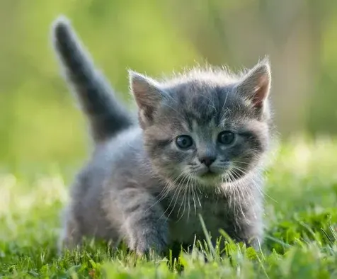 Kitten